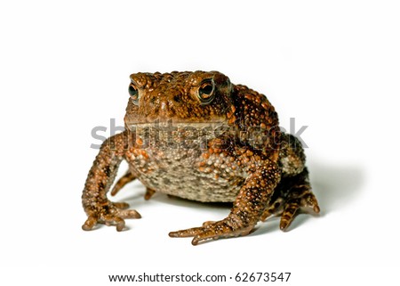 Cute small toad on white background facing the photographer