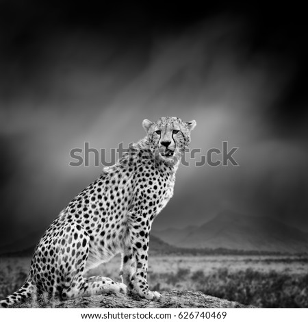 Dramatic black and white image of a cheetah on black background