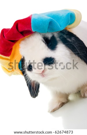 Cute easter rabbit close-up isolated on a white background.rabbit in hat