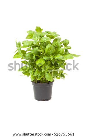 basil in a pot, isolated on white background