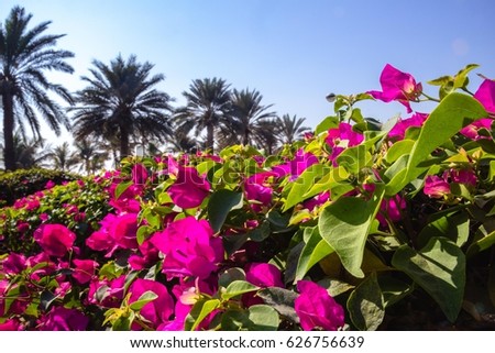 Background picture. Blossom  of Bougainvillea and palm trees. United Arab Emirates, Dubai