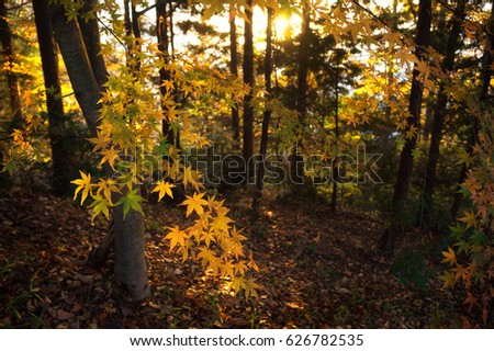 Autumn maple forest in morning at Chureito pagoda path way, Japan