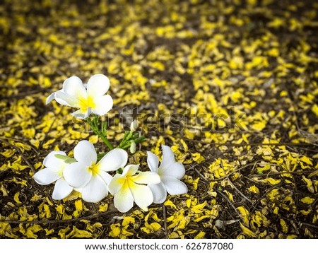 Plumeria on yellow flowers