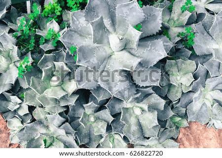 succulents and cactus blooming decoretive on garden with small rock in vintage tone.