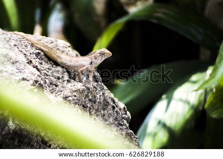  tree lizard