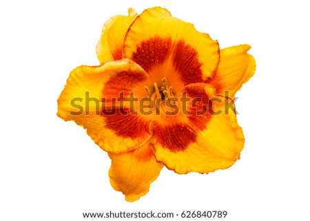 yellow red lily flowers and green leafs isolated. lily flowers. lily flowers isolated on white background
