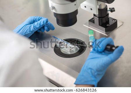 Technician in blue gloves does control check of the in vitro fertilization process using a microscope. Closeup. Horizontal. Royalty-Free Stock Photo #626843126