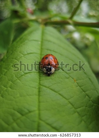 macro photo of a forest insect with bright color shell on the green young leaf of the tree as the source for design, decorating, advertising, photo shop