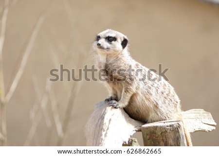 Peak Wildlife Park - Meerkat Family -  Single Meerkat on trunk and looking far away
