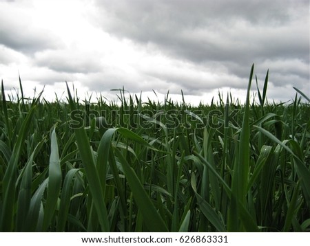 photo of a rural landscape with bright green young grass grain crop against a stormy grey sky as the source for design, advertising, decoration, prints