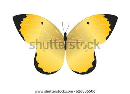 Isolated beautiful butterfly on white background. Yellow and black colors.