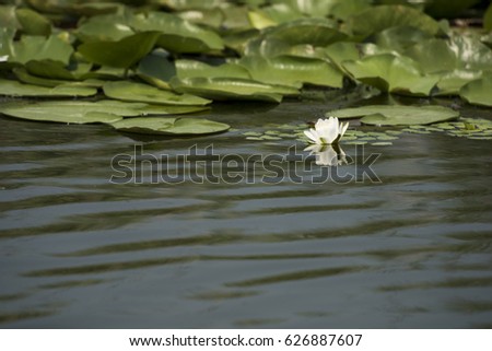 Beautiful white waterlily in the Danube Delta, Romania, on summer day