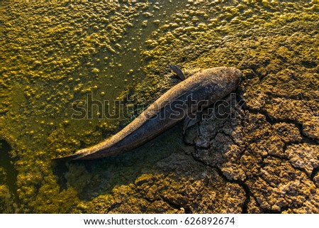 dead fish on the water polluted