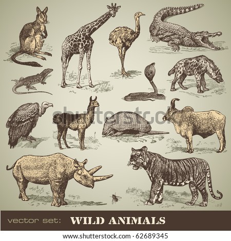 vector set: wild animals - variety of retro animal illustrations