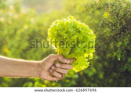 Bunch of lettuce in a hand of a man with a splashes of water in air.