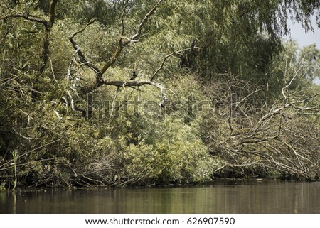 Landscape with waterline and birds in Danube Delta, Romania, in a summer day