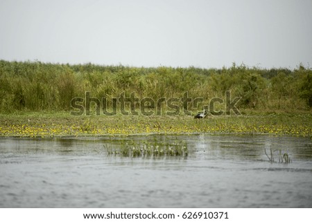 Landscape with waterline and birds in Danube Delta, Romania, in a summer day