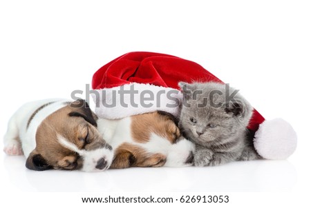 Kitten and a group of sleeping puppies Jack Russell  in red santa hat.  isolated on white background