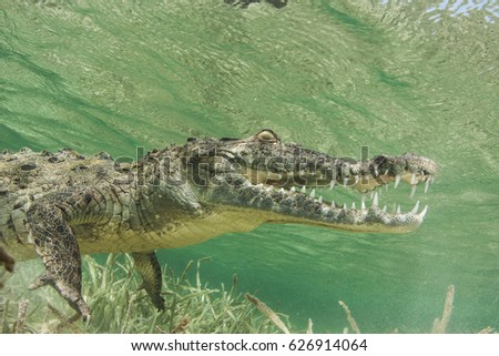 Underwater picture of crocodile