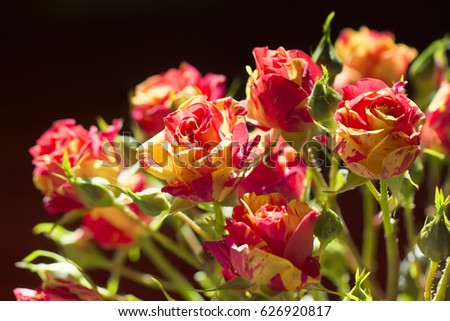 Bouquet of solar two-tone red-yellow roses on a dark background, festive bright picture