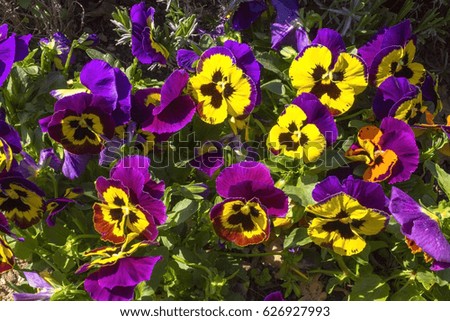     Pansy purple flowers in a garden 