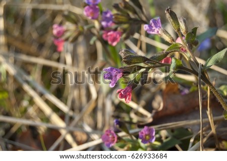 Small purple pink forest flowers