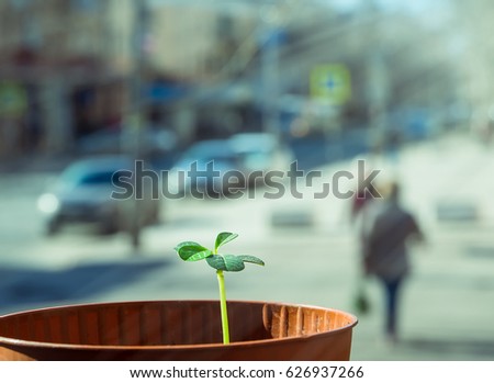 Photo of a young plant in the spring of a fresh air.