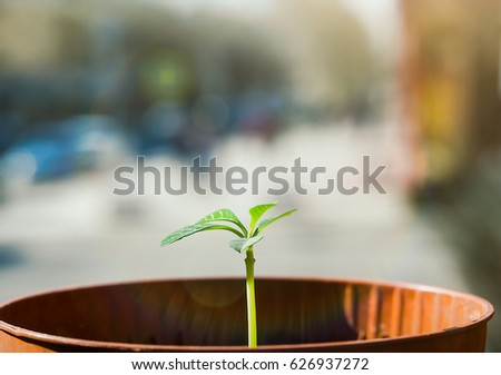 Photo of a young plant in the spring of a fresh air.