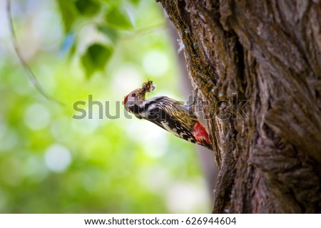 Cute Woodpecker. Nature background.