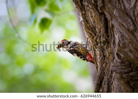 Cute Woodpecker. Nature background.
