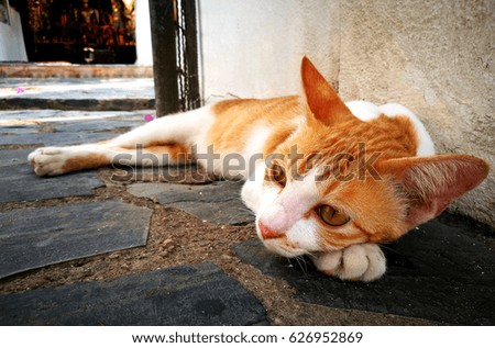 Portrait of cute brown-eyed cat is lying on gray concrete background, close up