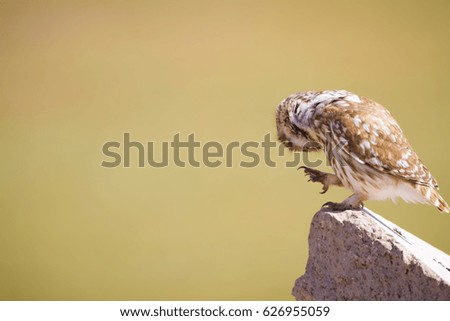 Cute Owl. little Owl. Nature background.
