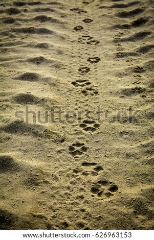 Animal footprint in desert