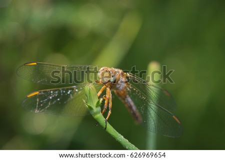 Dragonfly is resting on the grass in the garden