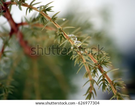 Green branch of spruce tree with water drops.