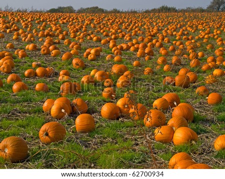 Halloween Pumpkin Patch field perfect background image