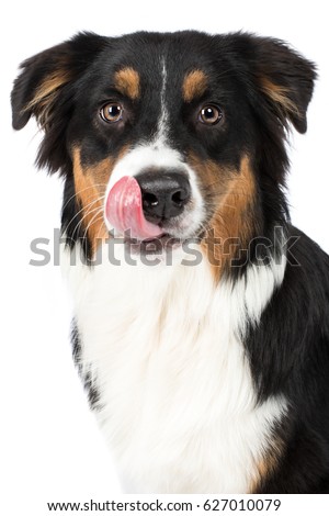Dog Australian Shepherd head sits frontally and licks hungry with tongue, black tri