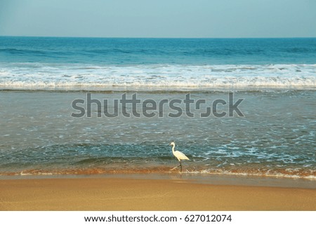 The heron walks along the shore of the Indian Ocean.