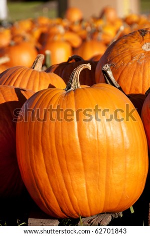 A bunch of plump and juicy holiday pumpkins.