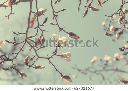 Blooming branch of Magnolia kobus . Vintage colors