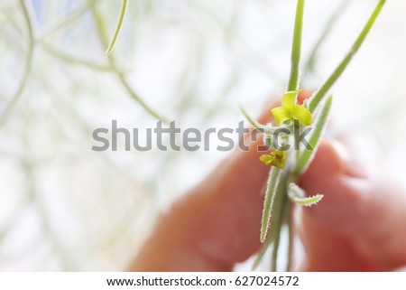 usneoides flower