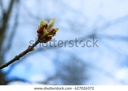 The budding buds of the American maple in early spring.