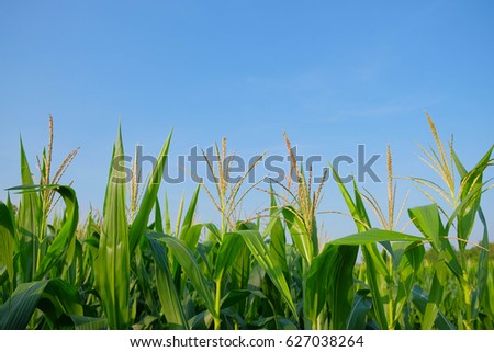 a selective focus picture of organic corn flowers with blue sky background