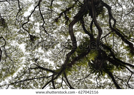 Beautiful silhouette view of tree consist of leaf and branch for background