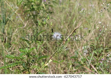 Wild dandelion
