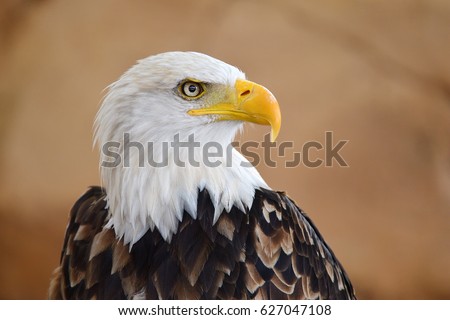 The Bald Eagle (Haliaeetus leucocephalus) portrait Royalty-Free Stock Photo #627047108