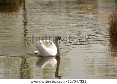 a swan in a lake 