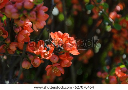 Beautiful spring red flowers