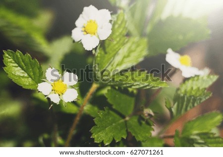 Blooming flower, floral background, gardening. Strawberry plant bush growing in green spring garden, close-up, shallow depth of field