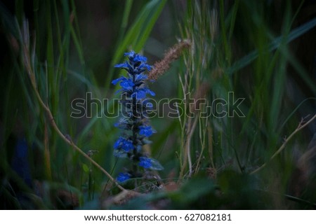 Morning field background with wild flowers